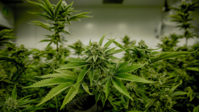 Top Reasons to Hire a Cannabis Marketing Agency in 2025