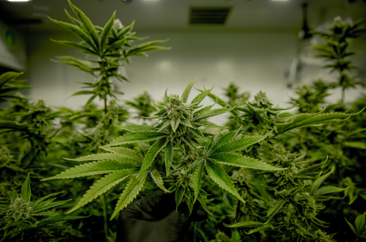 Top Reasons to Hire a Cannabis Marketing Agency in 2025