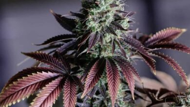 Art of Curing Cannabis Flower for Max Flavor & Potency