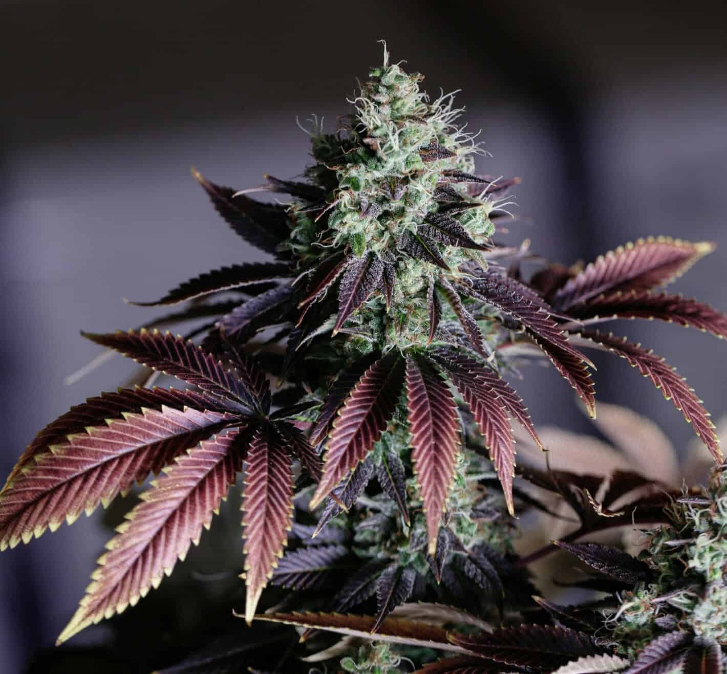 Art of Curing Cannabis Flower for Max Flavor & Potency