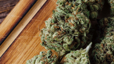 Complete Guide to Choosing Quality Cannabis Seeds